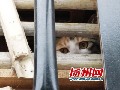 汽车猫证书是什么成语_这是什么成语看图(2)