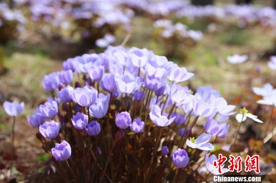 中国最北森林植物园主打“寒地植物”开园迎客