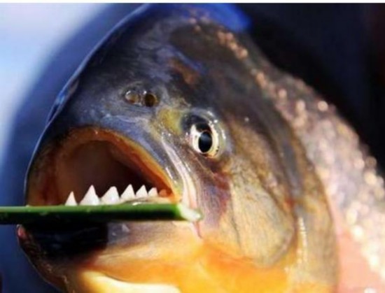 食人鱼近亲 牙齿锋利无比 性情却温顺乖巧