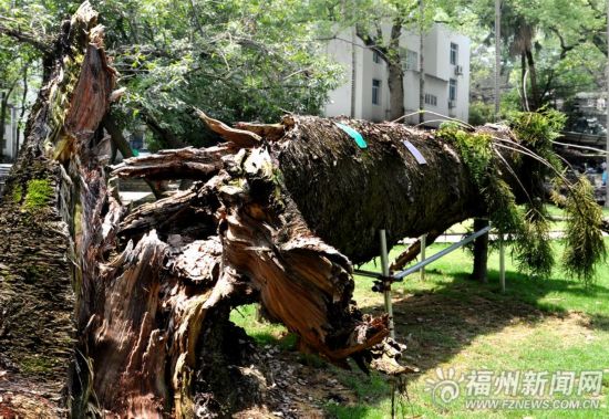 州5棵古树保护处理 倒伏树王将做接骨手术