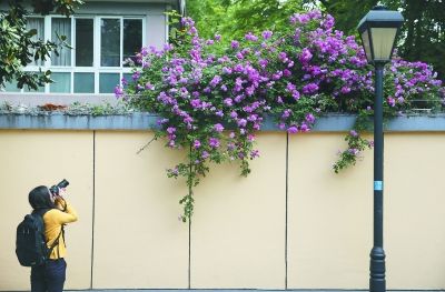 南京颐和路公馆区蔷薇花绽放 引路人驻足观赏--人民网江苏视窗--人民网