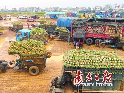 湛江徐闻破解菠萝滞销难题 田头收购价升至每