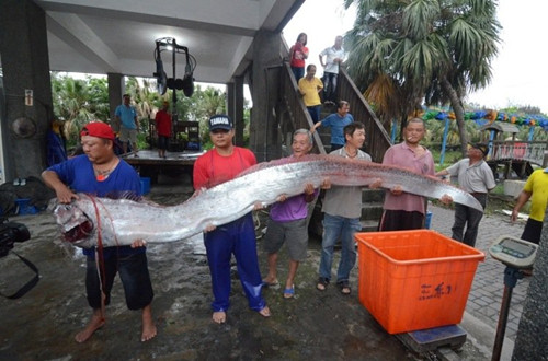 台灣地震頻傳兩條逾四米長地震魚被捕獲（圖）