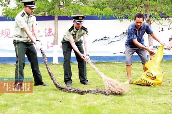 养殖场鸭子屡丢失 偷鸭贼竟然是一条大蟒蛇(图