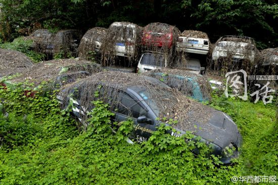 成都闹市现汽车坟墓 爬山虎似蜘蛛网