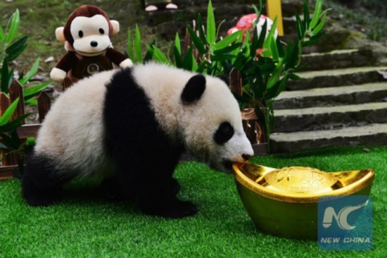 A giant panda cub plays with a gold ingot at the Bifeng Gorge base of China Conservation and Research Center for the Giant Panda (CCRCGP), in Ya'an, southwest China's Sichuan Province, Jan. 31, 2016. A special new year greeting ceremony was held here for panda cubs between five to seven months. (Xinhua)