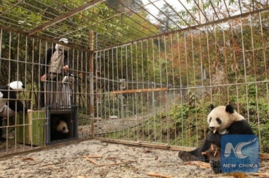 Breeders in special "panda suit". (Photo from CCRCGP website)