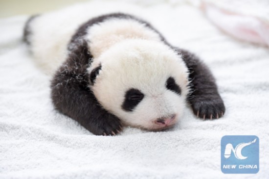 A baby panda is seen in the Giant Panda Protection and Research Center in Ya'an, southwest China's Sichuan Province, Aug. 21, 2015.(Photo: Xinhua/Li Qiaoqiao)