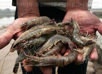 死虾被称脑死亡:工厂回收死虾做虾仁 死虾为什