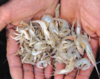 死虾被称脑死亡:工厂回收死虾做虾仁 死虾为什