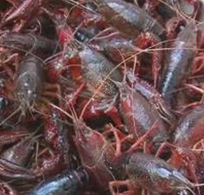 死虾被称脑死亡:工厂回收死虾做虾仁 死虾为什