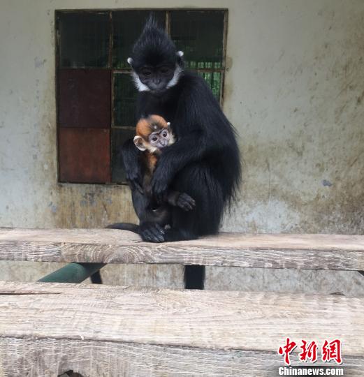 依偎在猴媽媽懷裡的“黔靈靈”。 李婧 攝