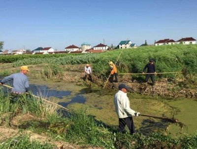 天热河面漂浮水生物疯长 南通海安保洁员清理