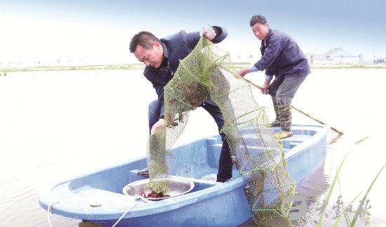 盐城大丰村民创办家庭农场 稻虾轮作 促增收