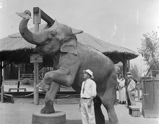 黑白老照片还原美国动物农场昔日场景(高清组