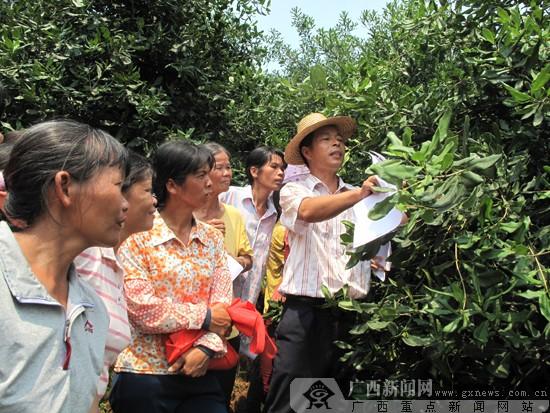 梧州、岑溪市妇联送技术 坚果种植培训受欢迎