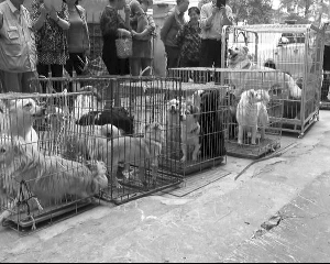 南京女子40平米养24条狗 臭味熏得邻居卖房