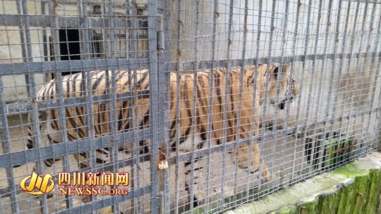 宜宾动物园老虎太廋 网友疑其遭虐待和克扣食物
