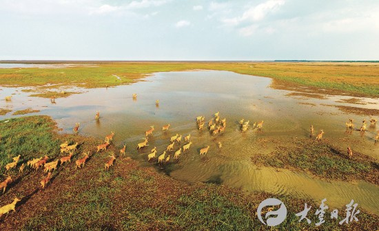 盐城大丰麋鹿在湿地尽情奔跑 犹如精美油画