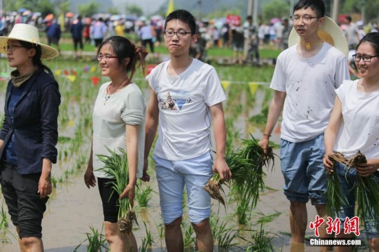 贵州兴义楼纳村布依族共庆开秧节