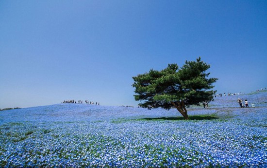 日本日立滨海公园 粉蝶花汇成蓝色海洋