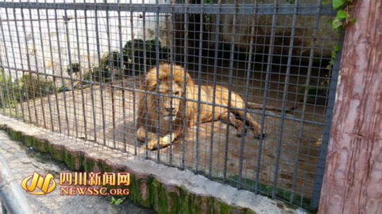 宜宾动物园老虎太廋 网友疑其遭虐待和克扣食