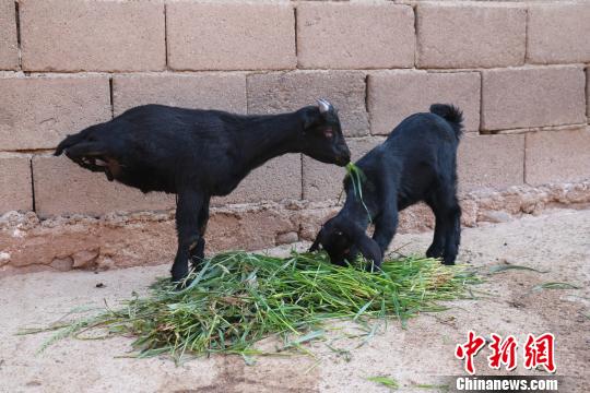 羊坚强!黑山羊两条腿走路 兽医解释堪称经典