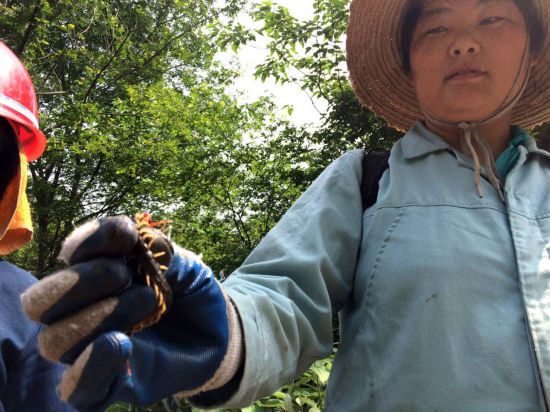 安徽女药农翻山越岭捉蜈蚣(高清组图)