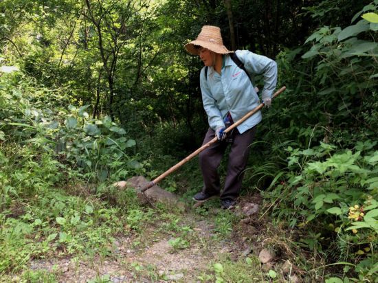 安徽女药农翻山越岭捉蜈蚣(高清组图)
