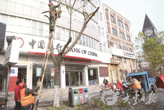 盐城大丰园林工人修剪枯枝 消除安全隐患