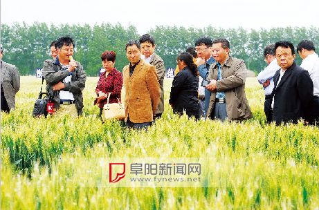 其中,烟农5158在安徽省2012年小麦良种补贴的42个品种中,种植面积排名