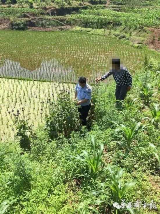 四川宜宾老太种植罂粟治鸡瘟遭罚 15株罂粟苗