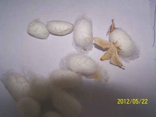 有家长认为,蚕从出生到吐丝结茧再到破茧成蝶的全过程,对孩子来说
