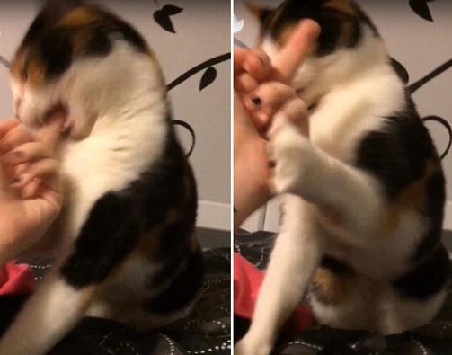  喵星人捍卫尊严 :猫咪袭击主人爆红 不满在其面