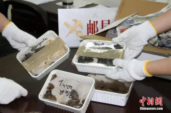 成都查获巨型蟑螂 史上最恐怖挂号信(图)