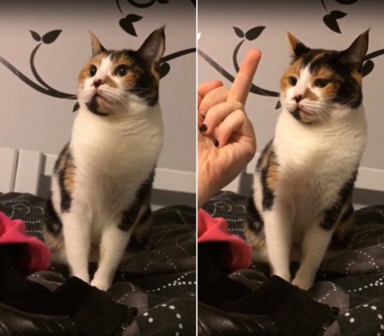  喵星人捍卫尊严  喵星人走红网络点击量高达2万