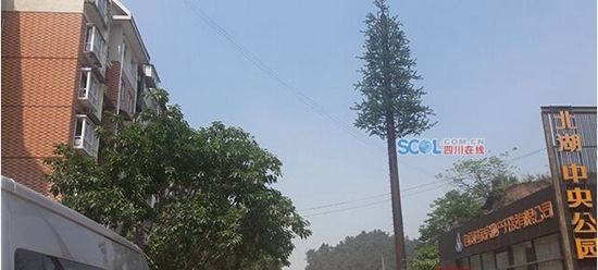 自贡:小区 长 了一株 仿真树 原是违建通讯基站