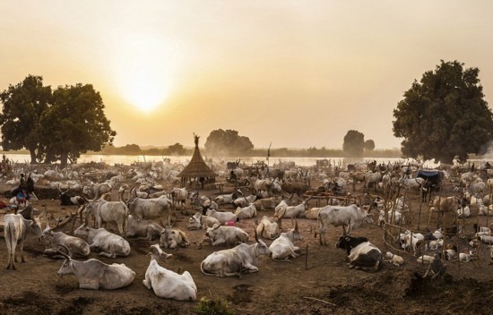 苏丹部落民众以牛为生 用牛尿洗澡(高清组图)