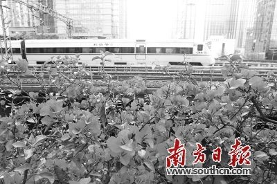 广东省政协主席督办提案 破解铁路沿线脏乱差