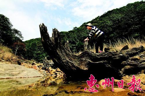 惠州象頭山有個天然“根雕博物館”