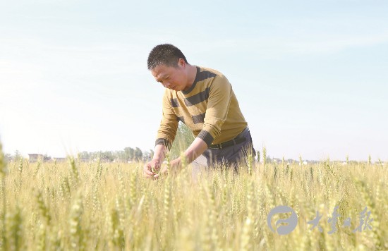 盐城大丰村民创办家庭农场 科学种田致富