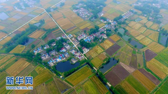 鸟瞰扬州:初夏大地风光好 多彩麦田美景如画