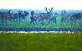 盐城大丰有3223头麋鹿 成世界最大麋鹿保护区