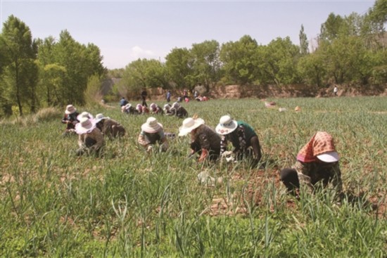 海东平安下星家村种植乐都紫皮大蒜80亩