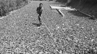 三明永安30万公斤毛木耳滞销 菇农盼销路--福建频道--人民网