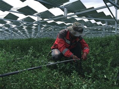 光伏板下种枸杞发电扶贫两不误