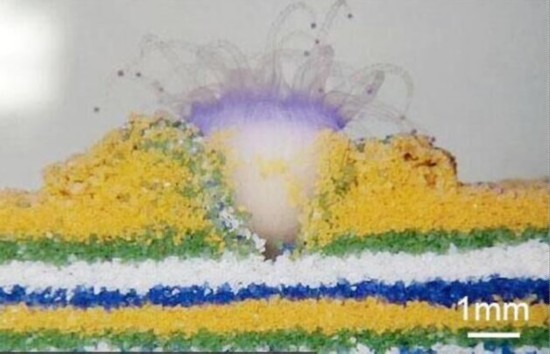 日本研究团队称首次确认珠珊瑚可潜入沙子里生