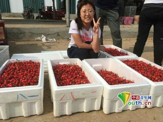 最美樱桃村官的网红梦:人人都能吃到我村大樱