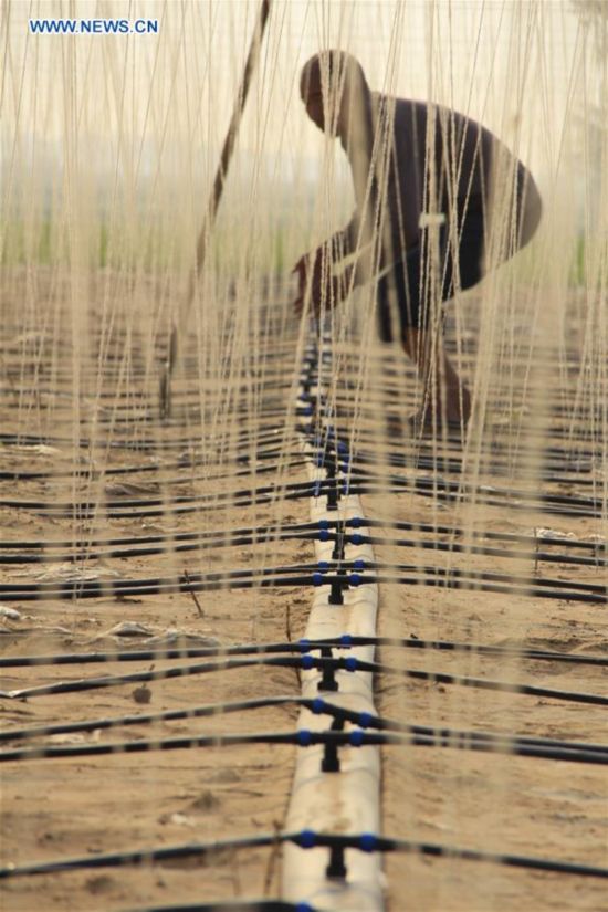 A villager works on drip irrigation equipment in a field of Wangxiaowang Village in Neihuang County, central China's Henan Provinc, May 22, 2016.