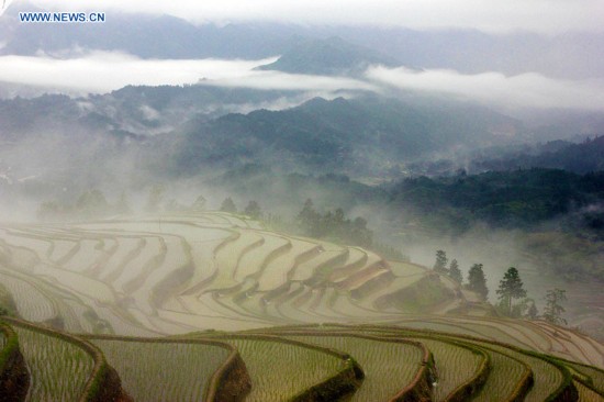 Photo taken on May 27, 2016 shows terraces in clouds in Fengmu Miao camp in Rongshui Miao Autonomous County in south China's Guangxi Zhuang Autonomous Region.